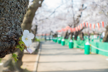 上野公園2020年3月22日の桜！