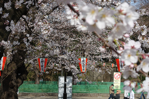 上野公園2020年3月22日の桜　その3