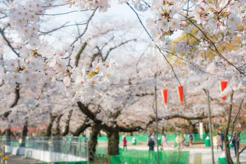 上野公園2020年3月22日の桜　その5