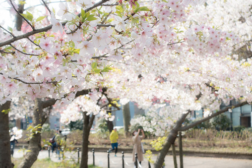 上野公園2020年3月22日の桜　その6
