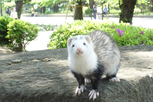 上野公園に出没したフエレット