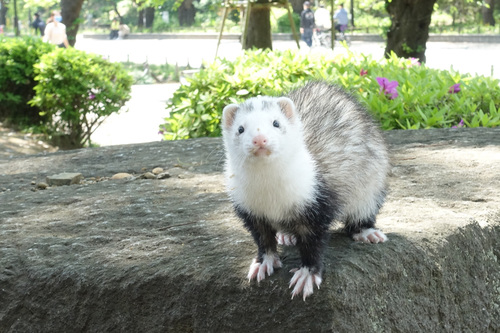 上野公園のフェレット