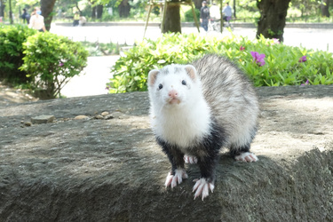 STAY HOME週間、上野公園に可愛いフェレット出没!!