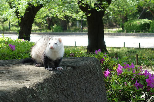 上野公園交番前に出没したフェレット