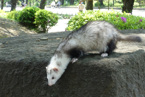 上野公園のもふもふフェレット