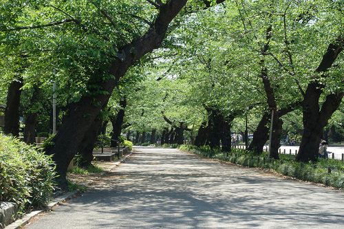 STAY HOME週間の上野公園さくら通り