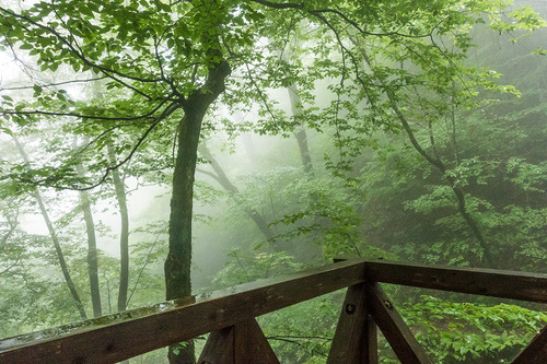 梅雨の三頭山