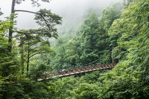 梅雨の三頭大滝　滝見橋