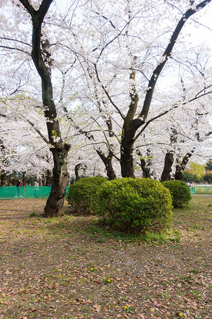 2021年3月27日上野公園の桜