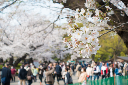 2021年3月27日上野公園の桜_01