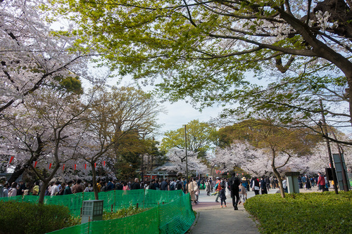 2021年3月27日上野公園の桜_02