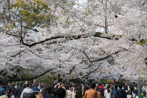2021年3月27日上野公園の桜_03