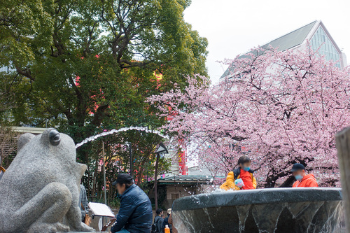 2021年3月7日上野公園の桜