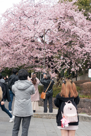 2021年3月7日上野公園の桜_02