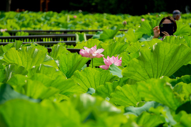 不忍池の蓮開花状況