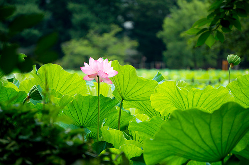 2021年7月24日 鵜の池の蓮