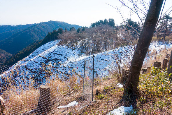 残雪の高尾山北側斜面