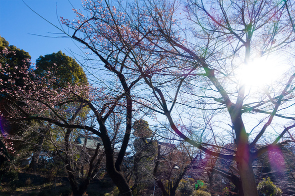 2022年1月22日 上野公園さくら通りの開花状況