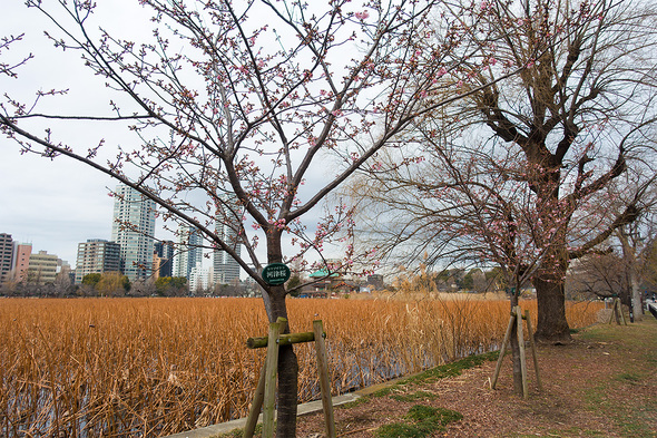 2022年2月19日 不忍池の桜開花状況