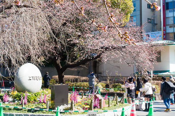 2022年3月6日 上野公園入口の桜開花状況