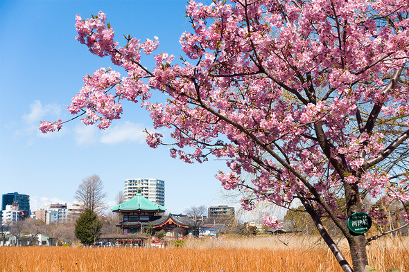 2022年3月6日 不忍池の桜開花状況