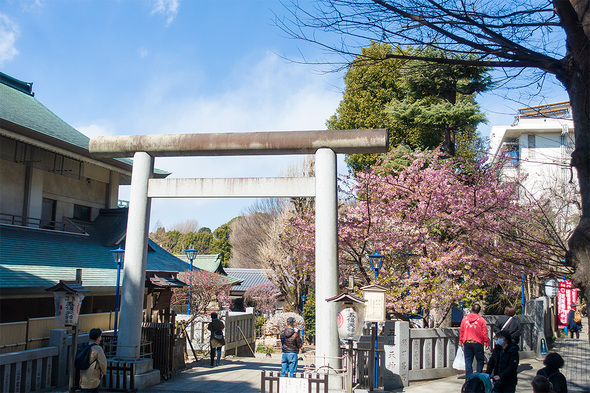 2022年3月6日 上野公園五條天神社の桜開花状況
