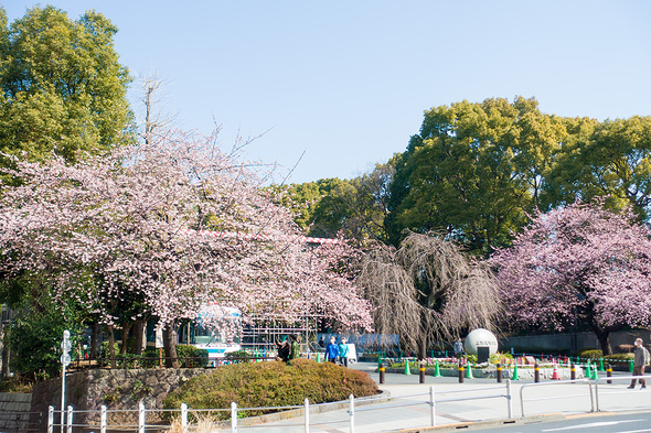 2022年3月12日 上野公園入口の桜開花状況