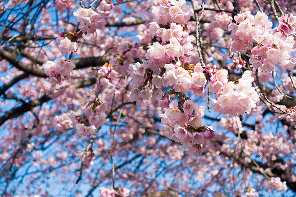 2022年3月12日 上野公園入口の桜は八分咲き