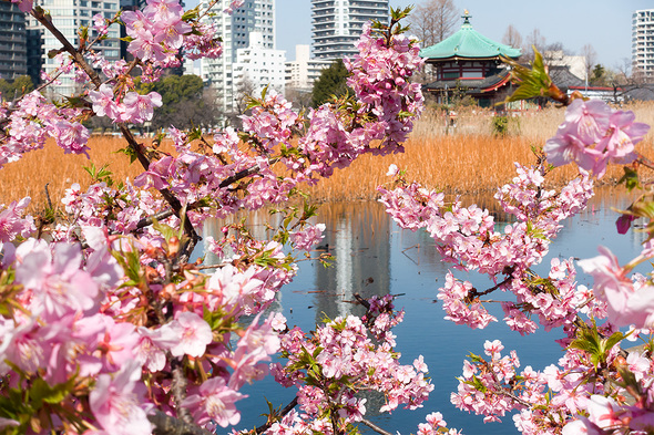2022年3月12日 不忍池の桜 開花状況