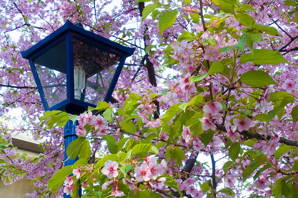 2022年3月12日 上野公園五條天神社の桜開花状況