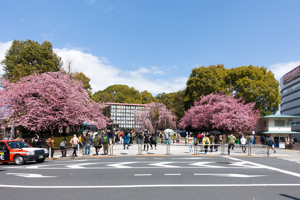2022年3月20日 上野公園入口の桜開花状況