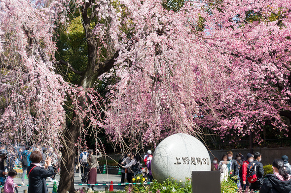2022年3月20日 上野公園入口の桜開花状況