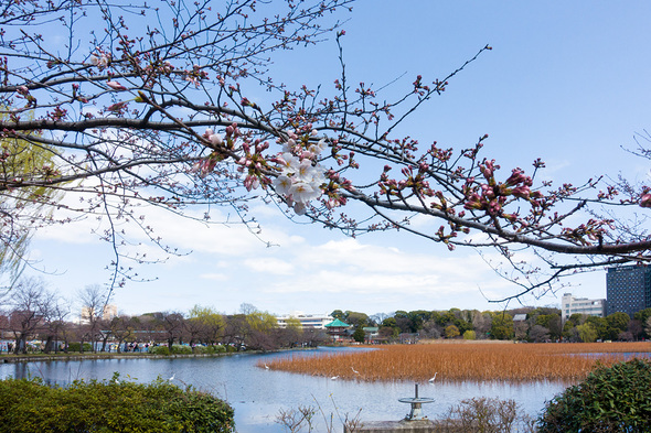 2022年3月20日 不忍池の桜開花状況