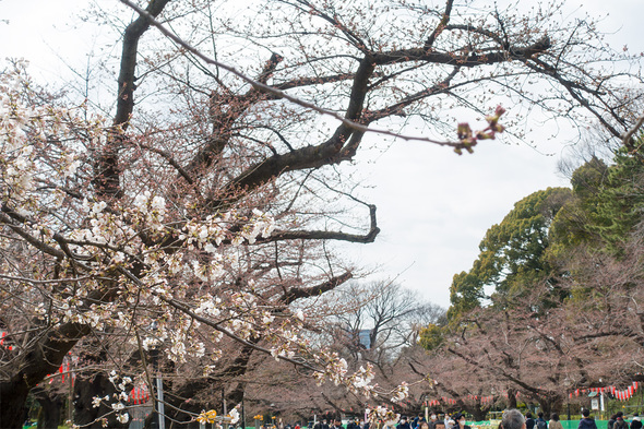 2022年3月21日 上野公園さくら通りの桜開花状況