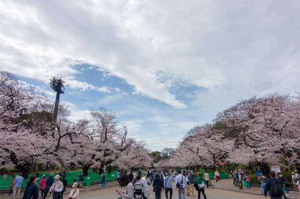 2022年3月27日 上野公園さくら通りの桜開花状況