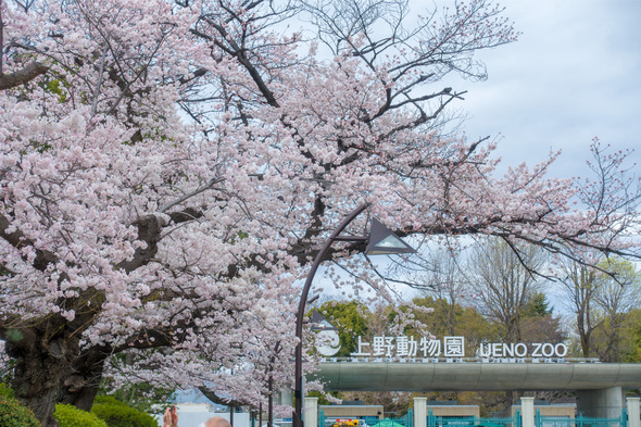 2022年3月27日 上野動物園正門前の桜開花状況