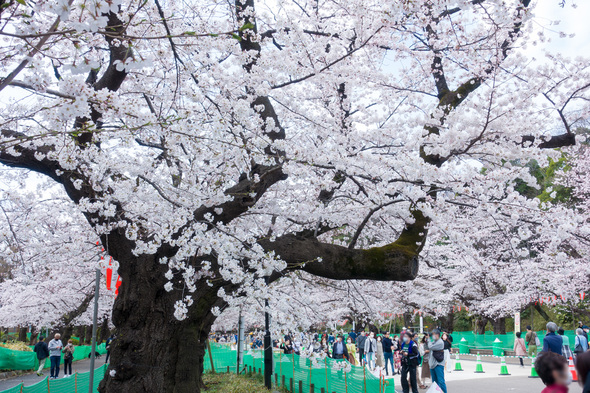 2022年3月27日 上野公園さくら通りのソメイヨシノ