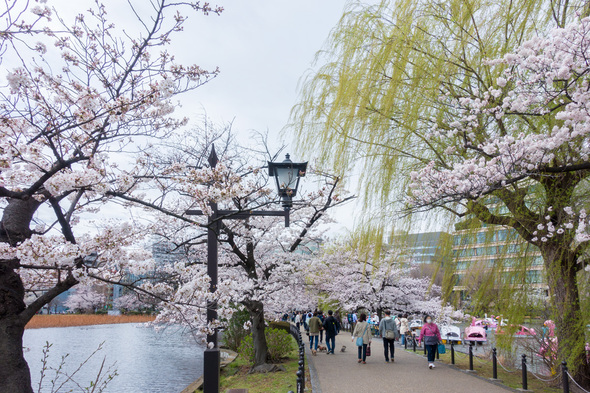 2022年3月27日 不忍池の桜開花状況