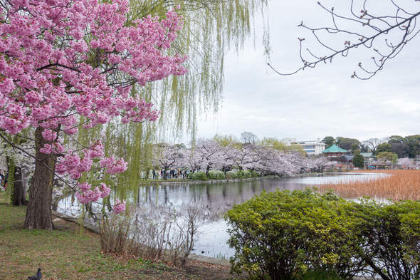 2022年3月27日 不忍池の桜開花状況