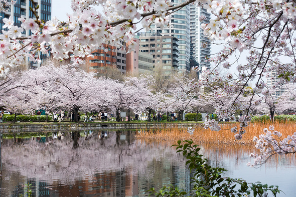 2022年3月31日 不忍池の桜開花状況