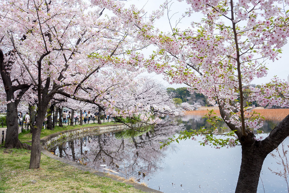 2022年3月31日 不忍池の桜開花状況