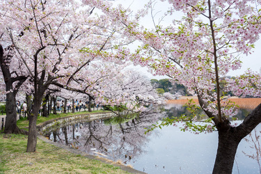 上野公園の桜開花状況2022