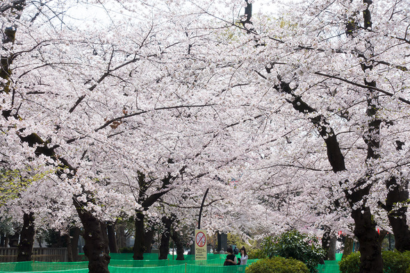 2022年3月31日 上野公園の桜開花状況