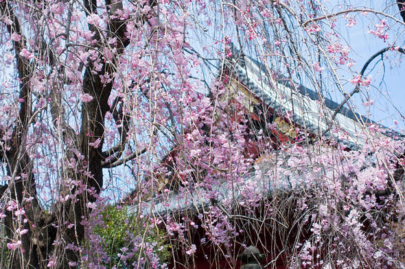 2022年4月2日 上野公園の清水観音堂の桜