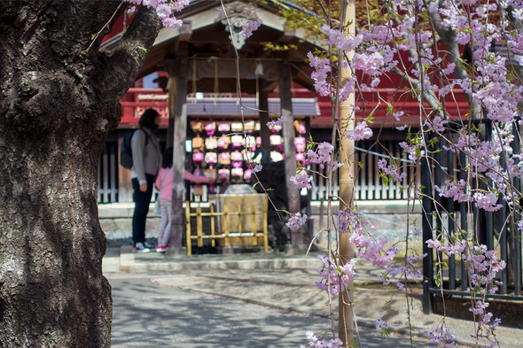 2022年4月2日 上野公園 清水観音堂のしだれ桜 開花状況