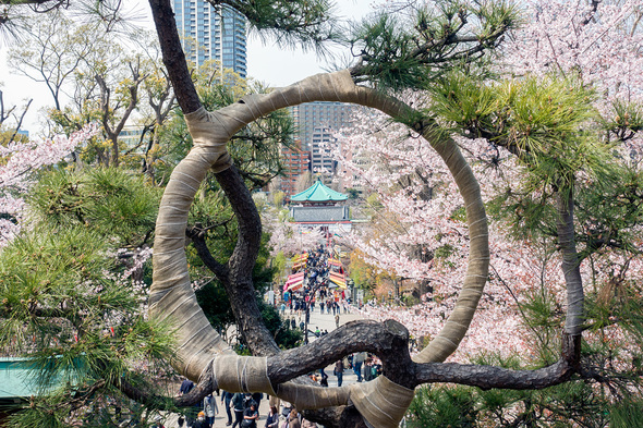 2022年4月2日 上野公園の清水観音堂から不忍池辯天堂