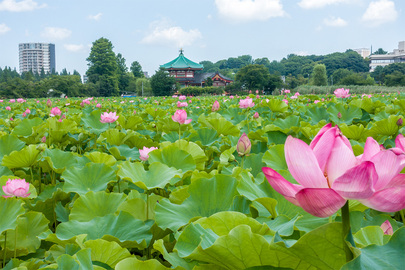 2022年7月23日 不忍池蓮見デッキより