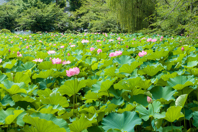 2022年7月23日 不忍池湯島口付近