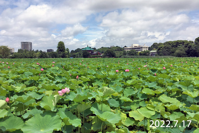 2022年7月17日 蓮見デッキ前、不忍池中央の蓮開花状況