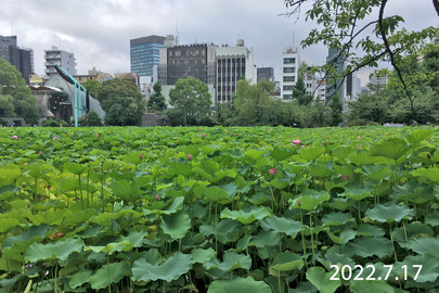 2022年7月17日 湯島口付近の蓮開花状況